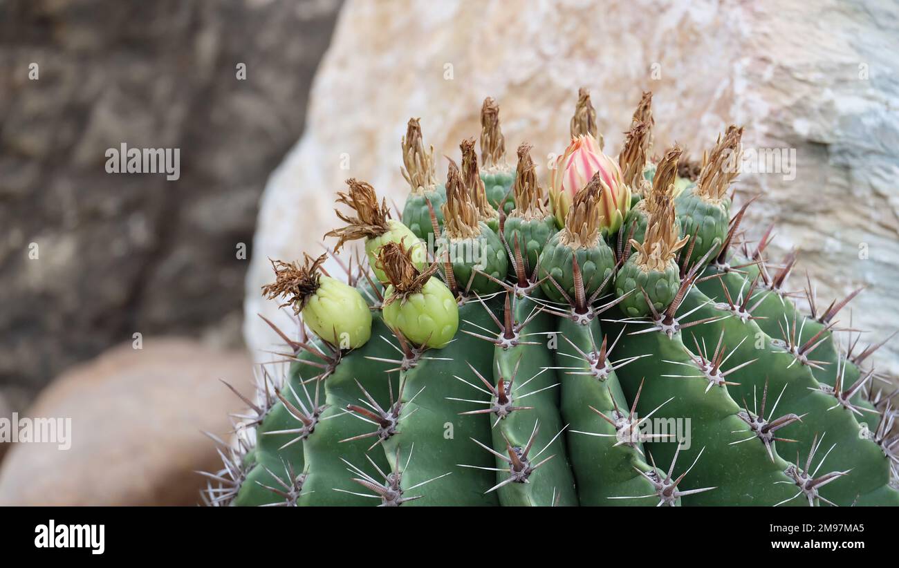 Foto in primo piano della parte superiore di una pianta di cactus, con germogli di fiori che crescono sulla punta del cactus. Foto Stock