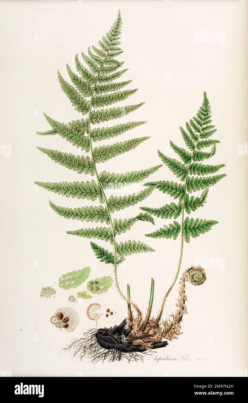 Aspidium filix mas o schermatura maschio fern. Incisione a mano di William Curtis, Flora Londiniensis, contenente una storia delle piante indigene in Gran Bretagna. A cura di George Graves e William Jackson Hooker (vol. 1). Foto Stock