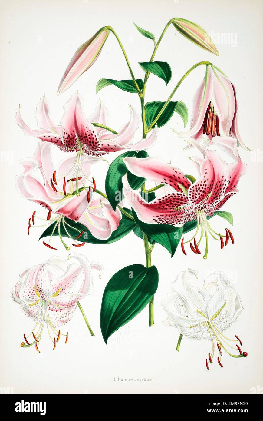 Lilium speciosum. Illustrazione di Walter Hood Fitch di Henry John Elwes, Una monografia del genere Lilium. Foto Stock