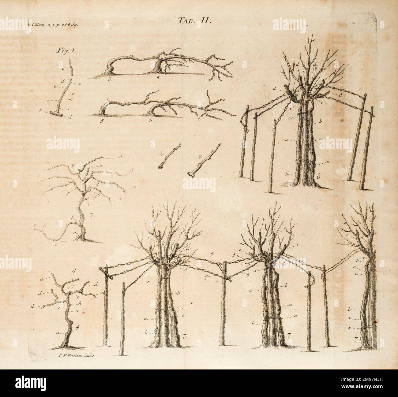 Viticoltura (viticoltura), II. Illustrazione di Christian Friedrich Boetius, di Johann Matthias Gesner, Scriptores rei rusticae veteres Latini: Cato, Varro, Columella, Palladius… Foto Stock