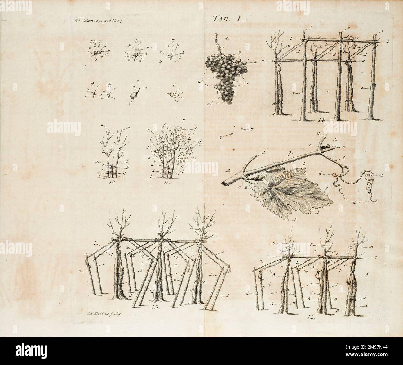 Coltivazione della vite (viticoltura). Illustrazione di Christian Friedrich Boetius, di Johann Matthias Gesner, Scriptores rei rusticae veteres Latini: Cato, Varro, Columella, Palladius… Scheda. I. Foto Stock