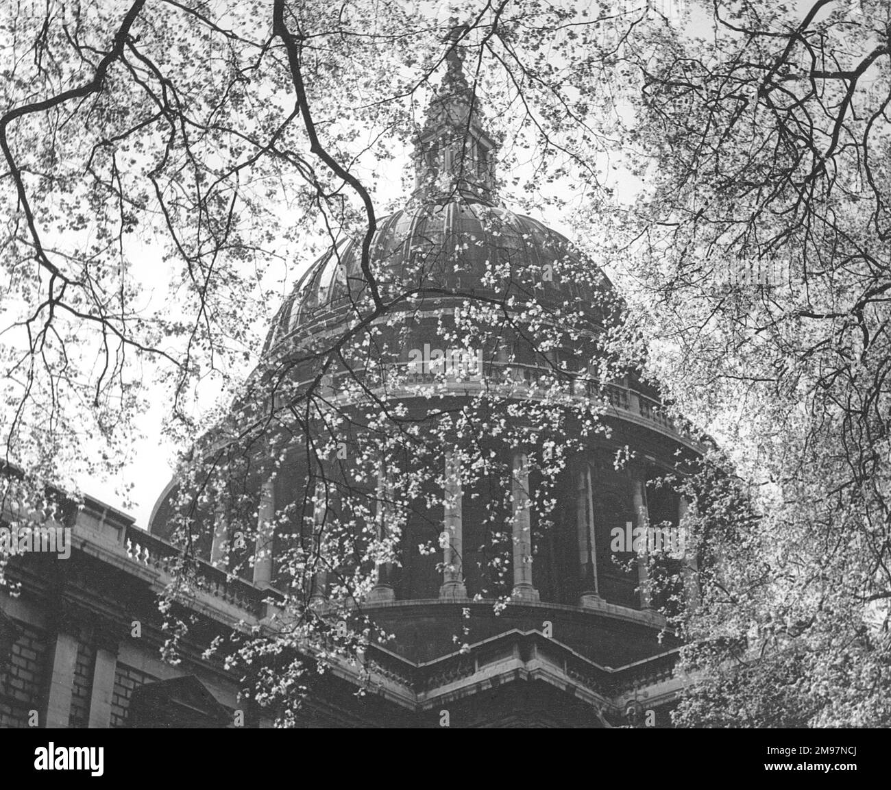 Il fogliame primaverile della Cattedrale di San Paolo. Foto Stock