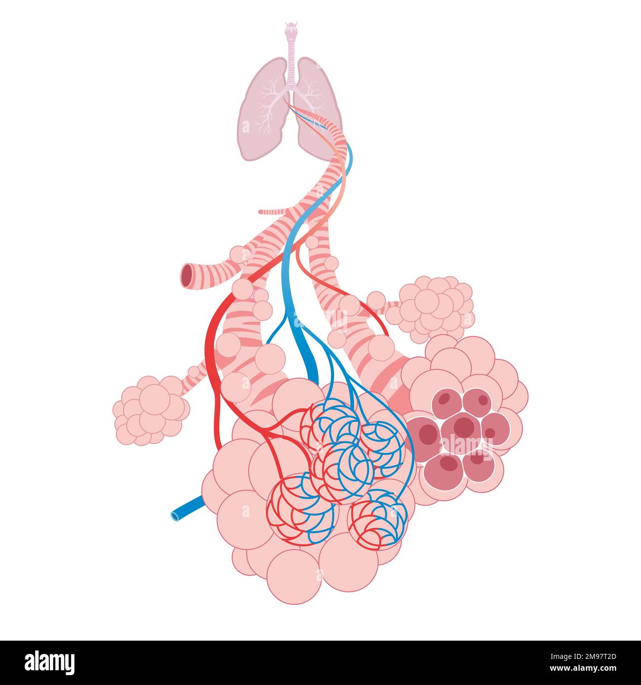 Alveoli polmonari, trachea e bronchiolo nell'illustrazione dei polmoni Foto Stock