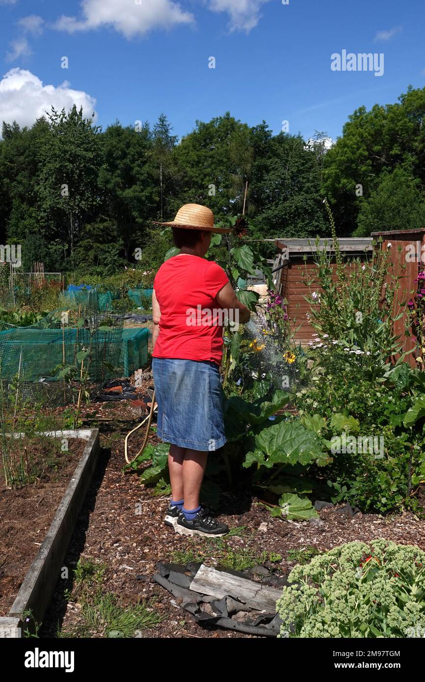 Una donna che innaffia un allotto durante una calda giornata estiva Foto Stock