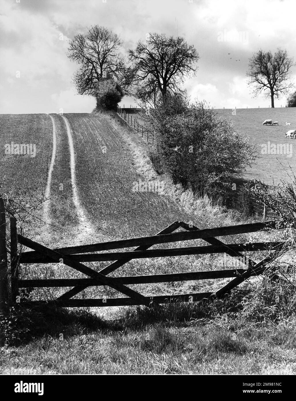 Farm Track su collina, Bix, Oxfordshire, Inghilterra. Foto Stock