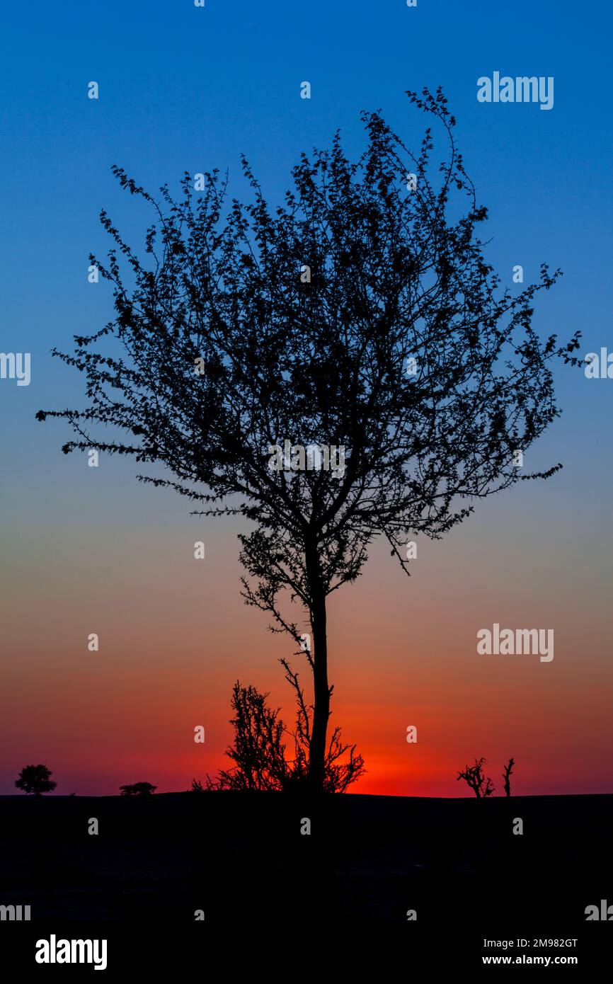 Silhouette di un albero al tramonto nel paesaggio desertico, Arabia Saudita Foto Stock