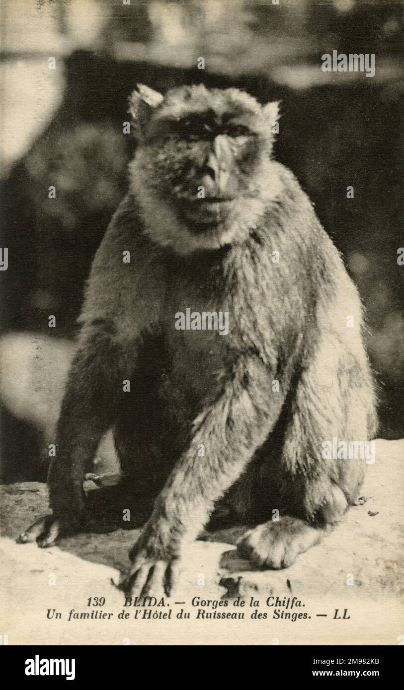 Una scimmia da Monkey Creek. Situato nella valle di Chiffa, provincia di Blida, Algeria. Foto Stock