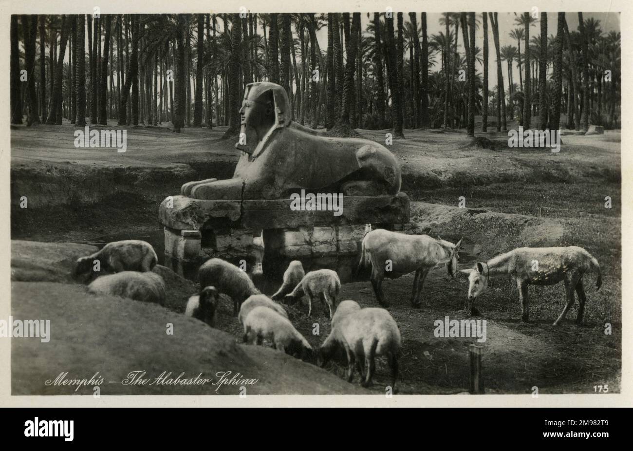 La Sfinge di Alabastro - Memphis, Egitto. Le caratteristiche facciali implicano che la Sphinx sta onorando Hatshepsut o Amenhotep II o Amenhotep III Foto Stock