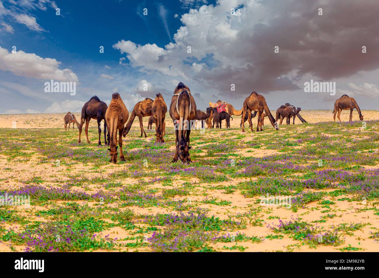 Mandria di cammelli che pascolano nel deserto, Arabia Saudita Foto Stock