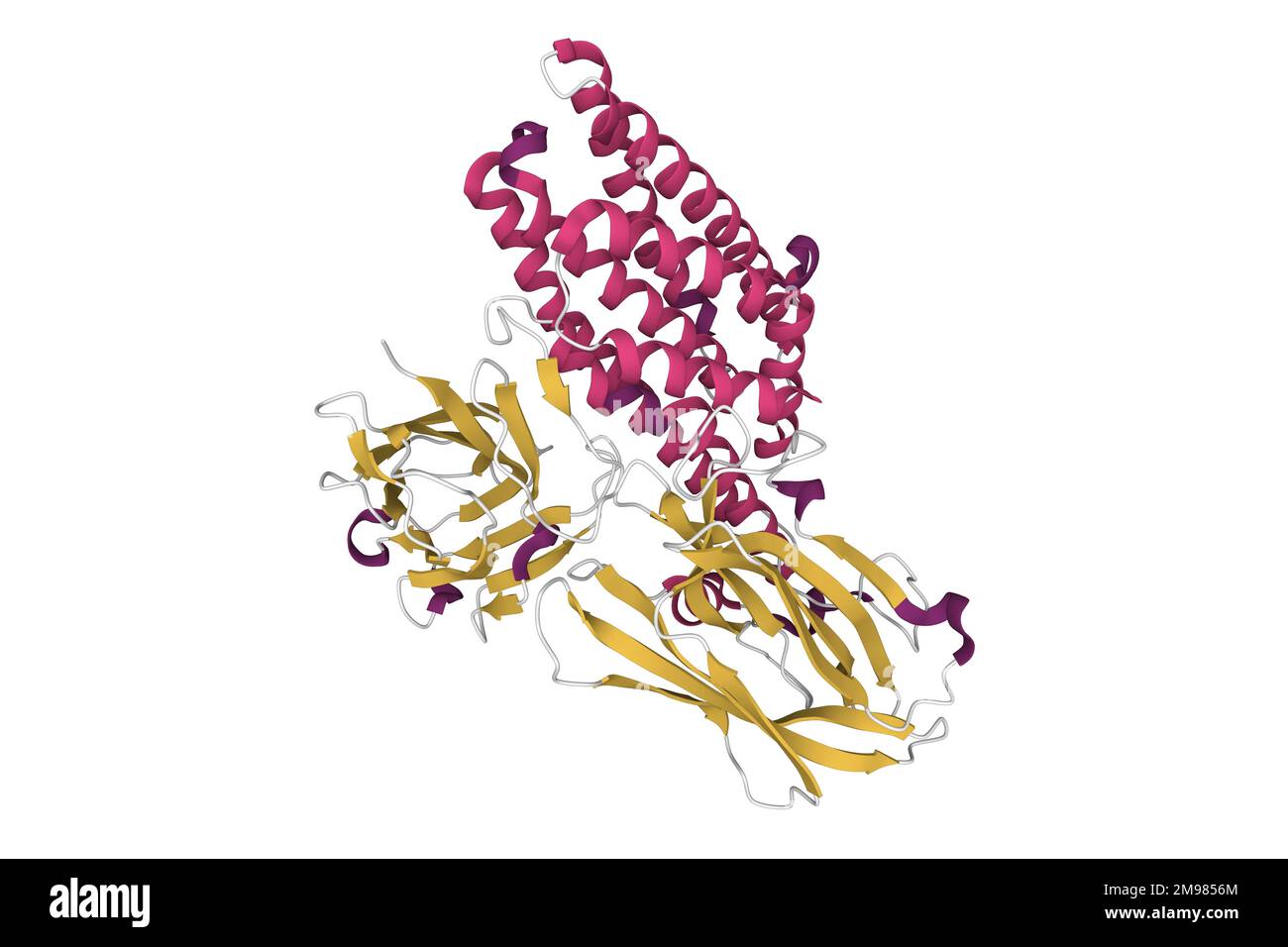 Struttura cristallina della proteina cristallina insetticida di Bacillus thuringiensis Cry7Ca1, modello di cartoni animati 3D, PDB 5zi1, schema di colore di struttura secondaria Foto Stock