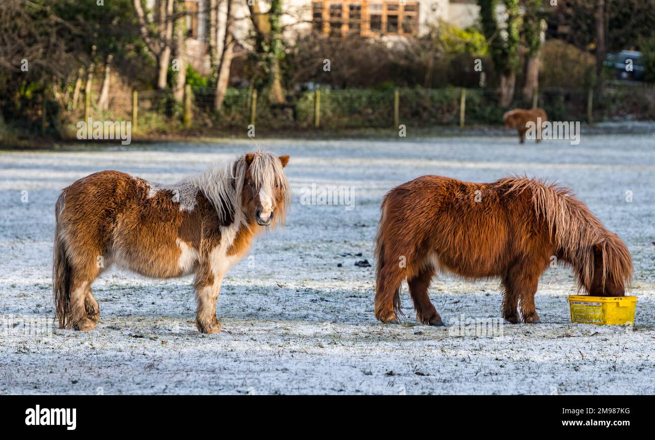 Edimburgo, Scozia, Regno Unito, 17th gennaio 2023. UK Weather: Freddo e gelido sotto il sole. Carino Shetland pony in un campo nevoso sentire il freddo. Credit: Sally Anderson/Alamy Live News Foto Stock