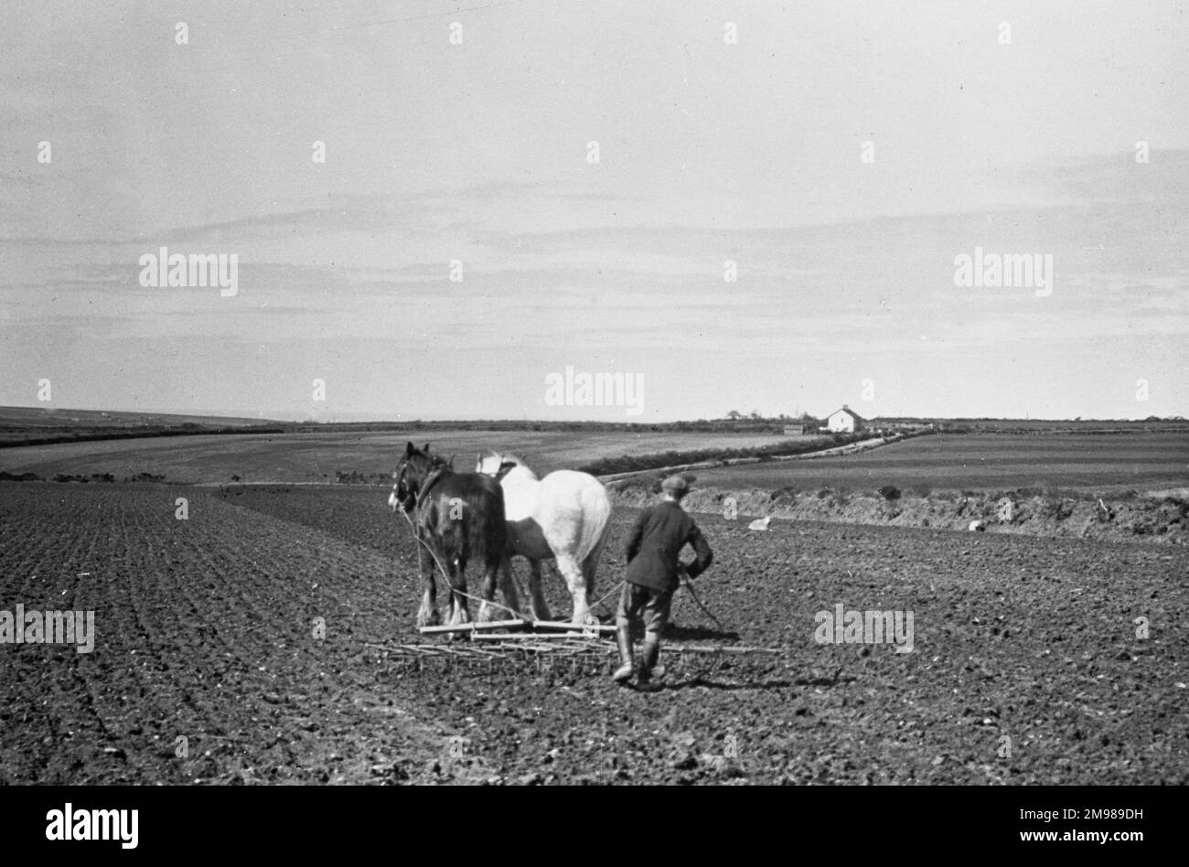 Uomo che arava un campo con due cavalli shire. Foto Stock