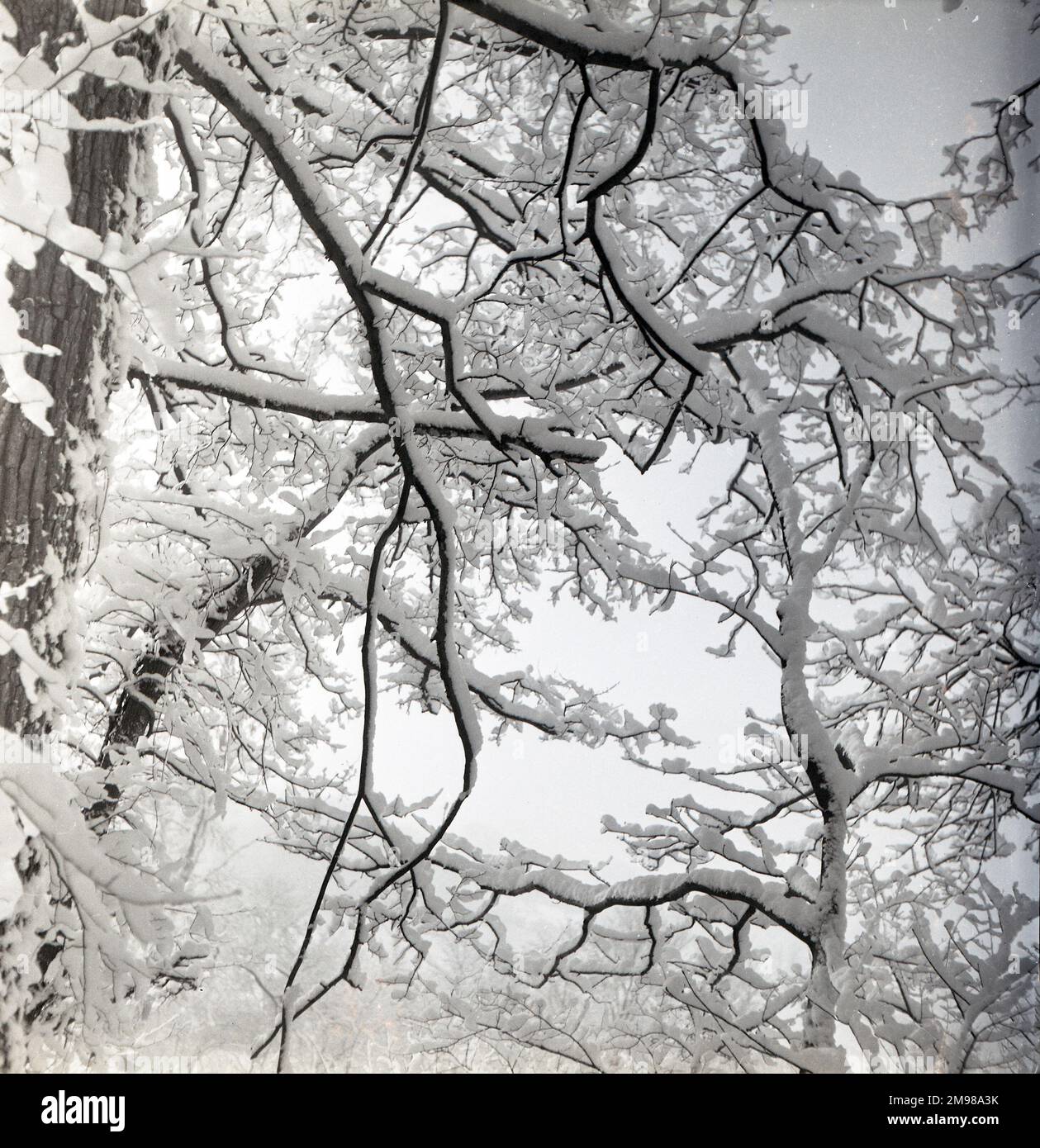 Rami di alberi coperti di neve. Foto Stock