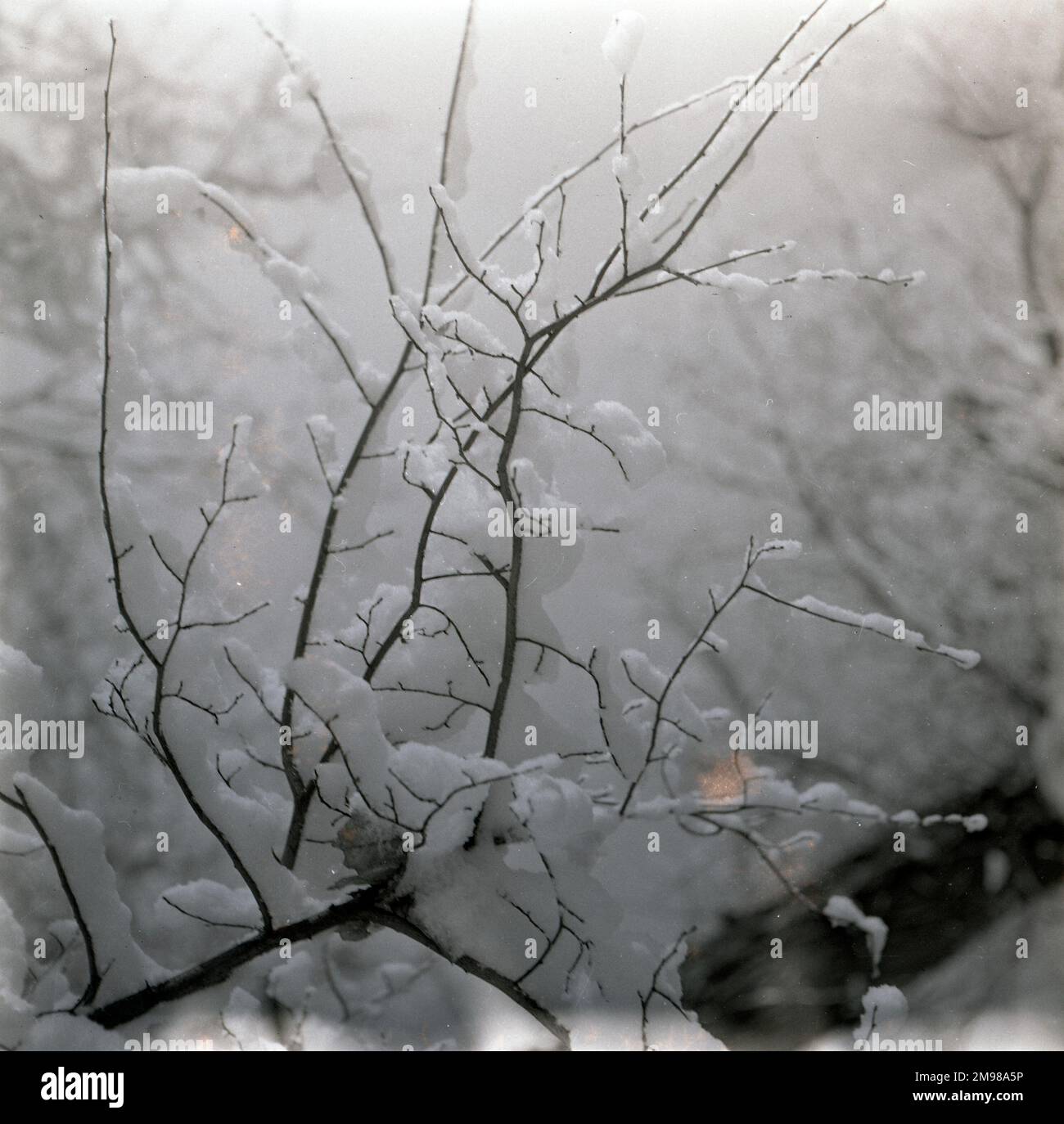 Rami di alberi coperti di neve. Foto Stock