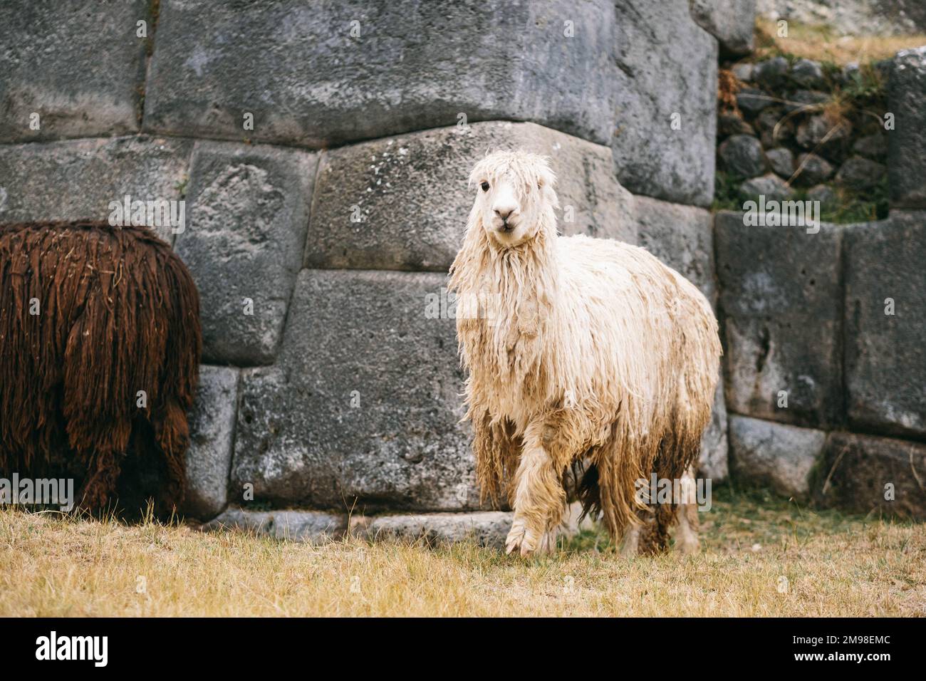 Lamas bianco e marrone vicino a pareti di pietra Sacsayhuaman Foto Stock