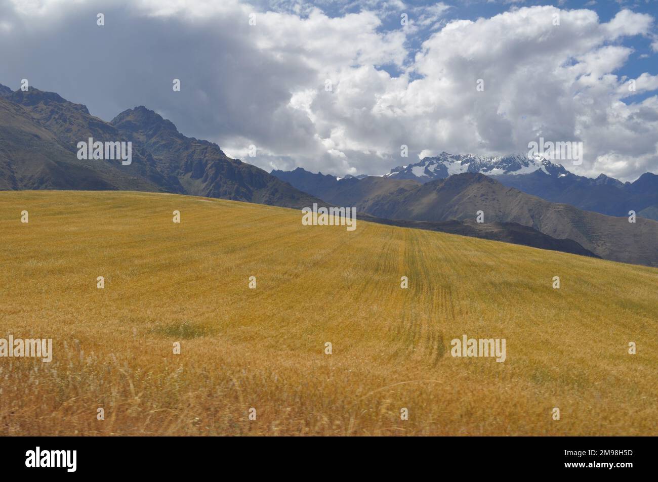 Un campo d'oro di grani nella Valle spaventata, Perù Foto Stock