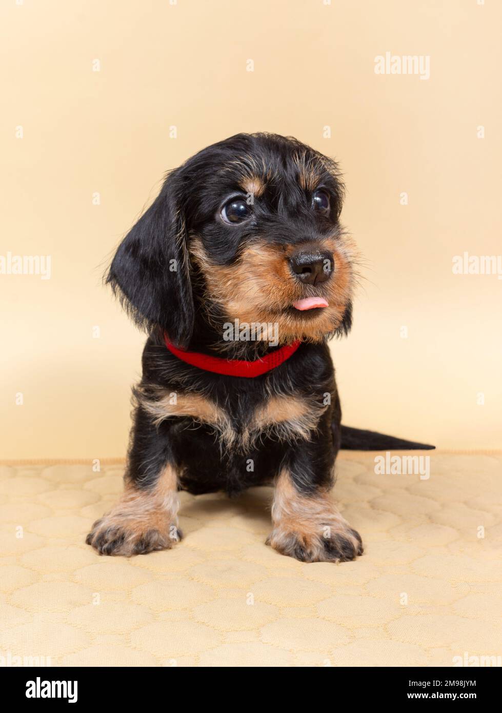 piccolo cucciolo di dachshund con pelo di filo su uno sfondo chiaro. Ritratto di cane. Animali domestici carini Foto Stock