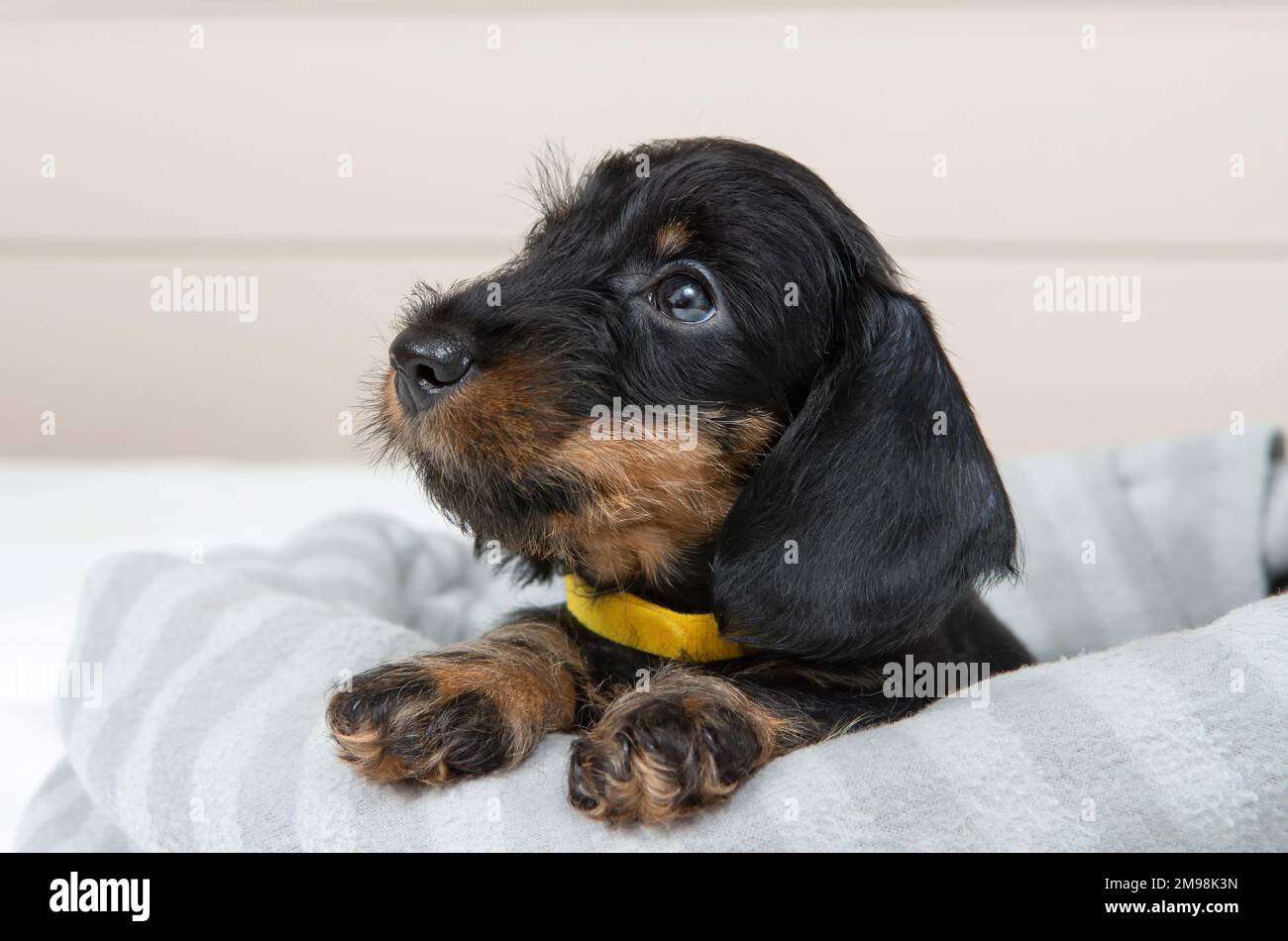 un piccolo cucciolo di dachshund dai capelli di filo è sdraiato sul letto. Ritratto di cane. Animali domestici carini Foto Stock