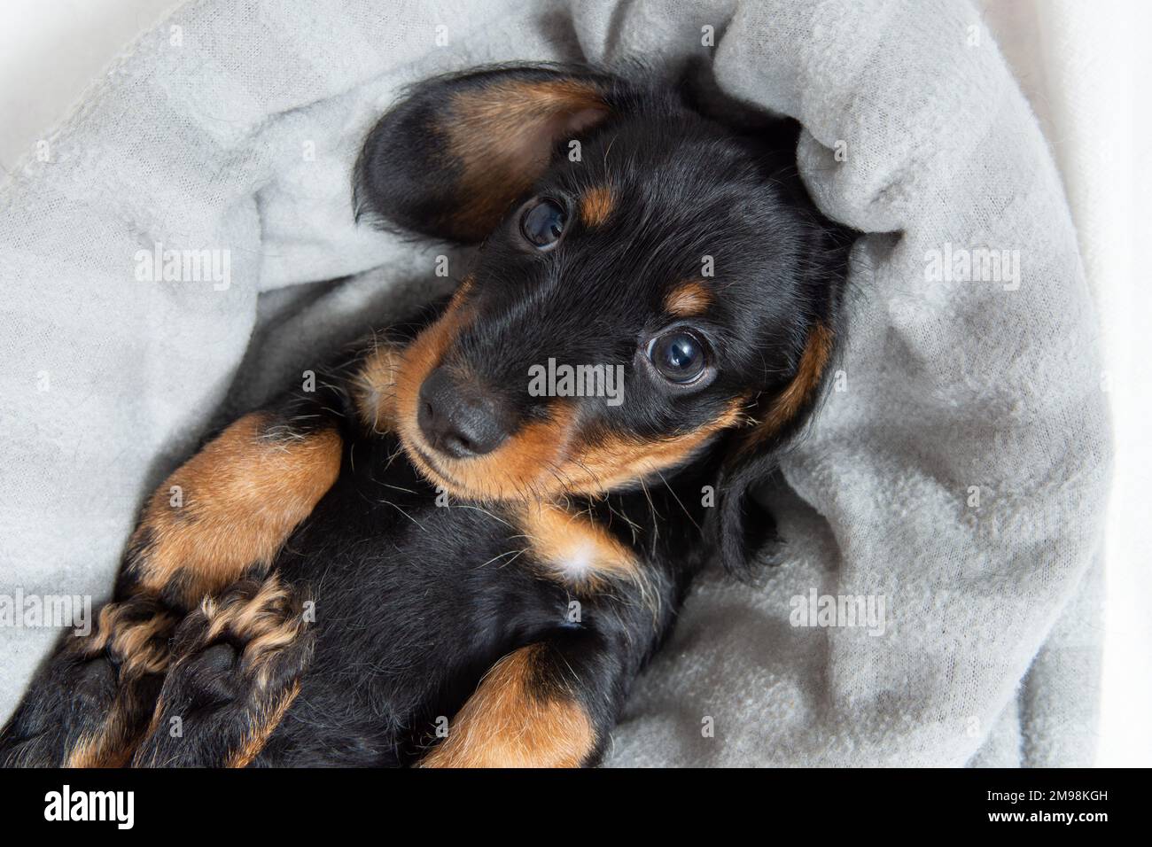 un cucciolo molto giovane che riposa su un letto bianco. Animali domestici carini Foto Stock