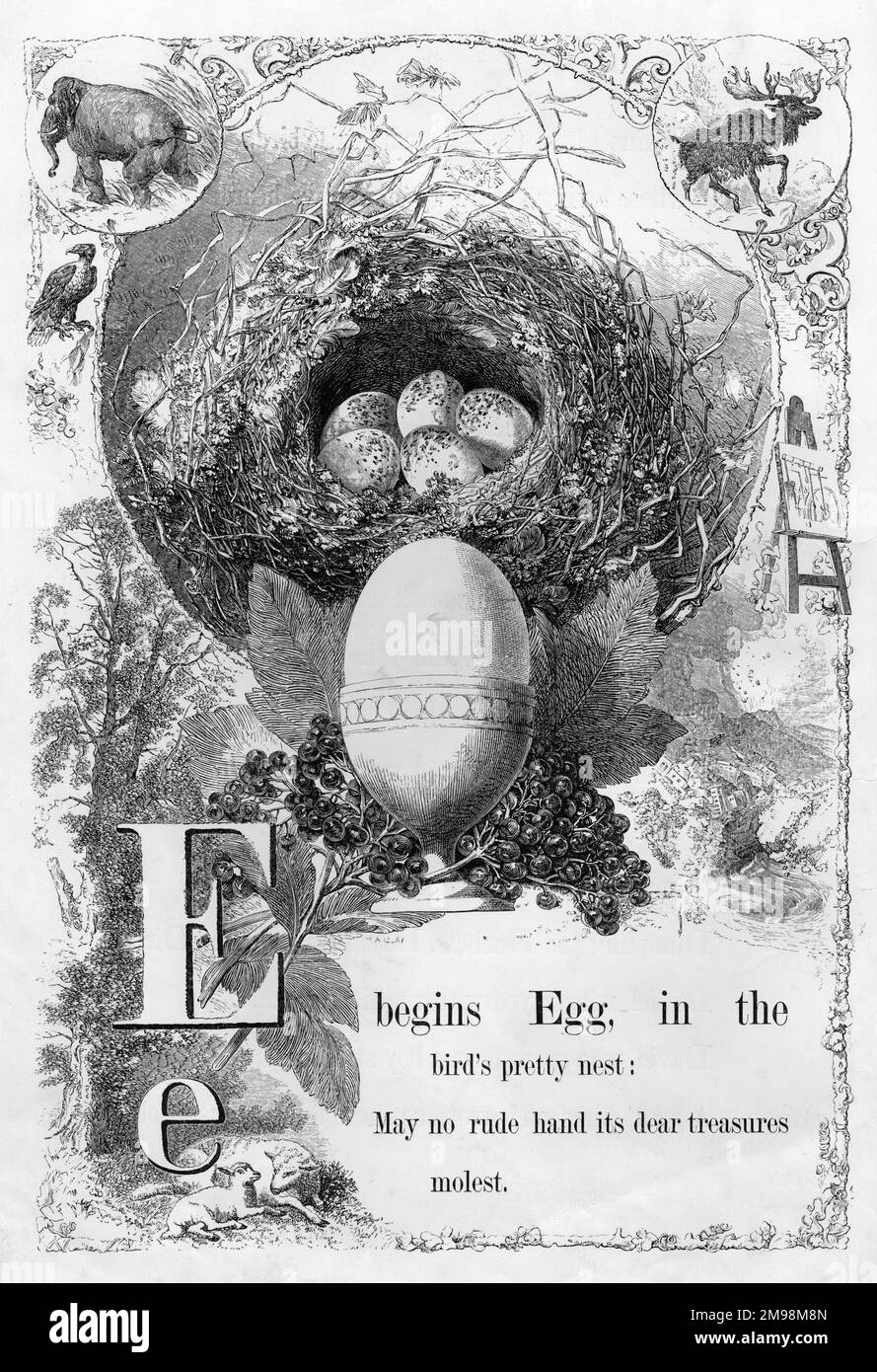 L'alfabeto dell'immagine della madre -- e, che mostra le uova nel nido di un uccello e un uovo in una tazza di uovo. Foto Stock