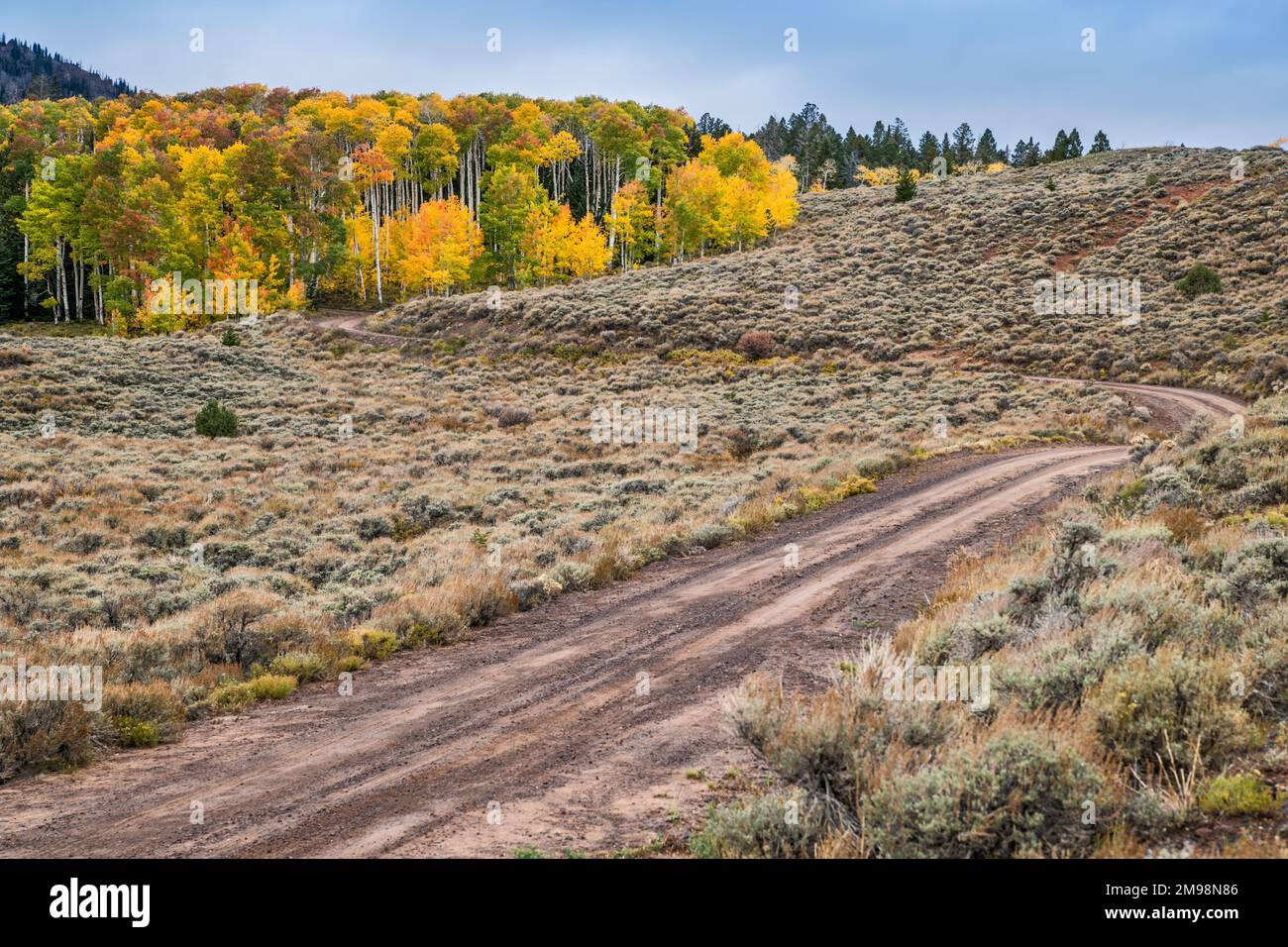 Aspen boschetto nella stagione autunnale, Thousand Lakes Mountain Road, Fish Lake Plateau, Fishlake National Forest, Utah, USA Foto Stock
