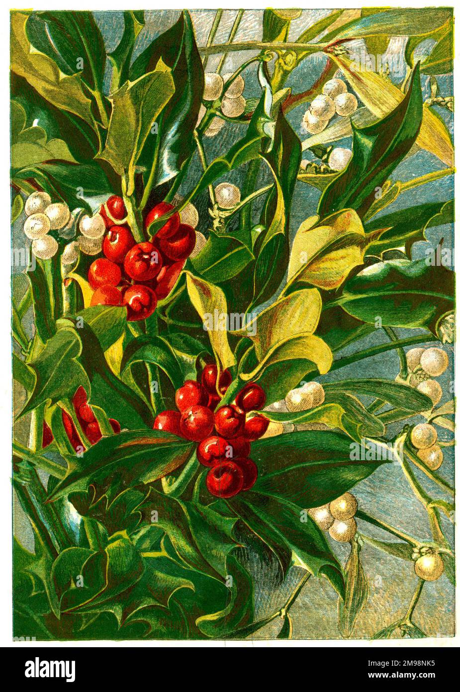 Illustrazione vittoriana, agrifoglio di Natale e Mistletoe. Foto Stock