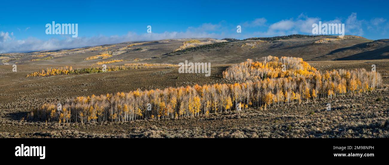 Aspen Grove nella stagione autunnale, piste di Tidwell, Canyon orientale di Tidwell, vista dall'autostrada Utah 72 vicino a Hogan Pass, Fishlake National Forest, Utah, USA Foto Stock