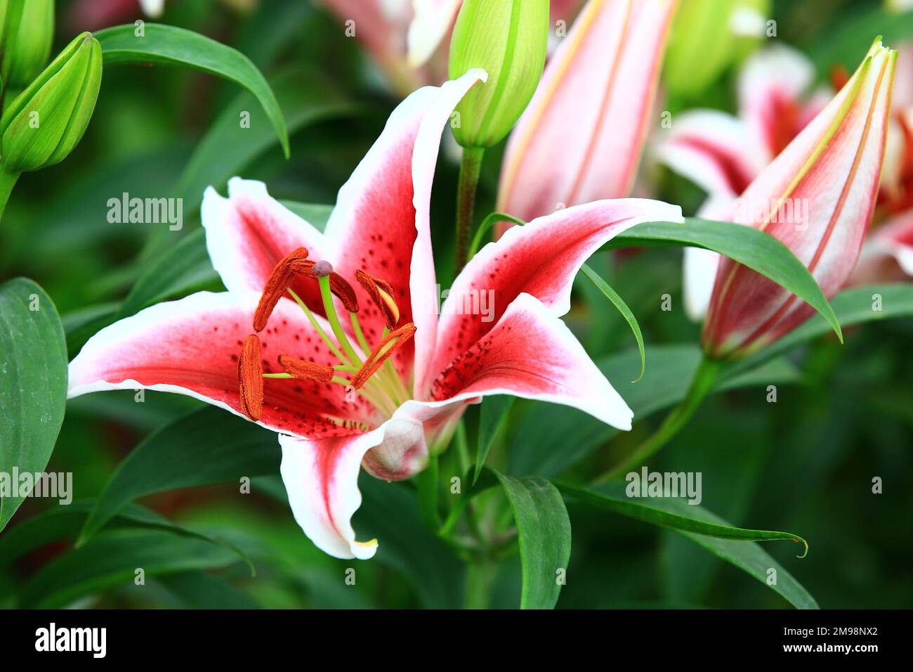 Fiori colorati di giglio orientale (giglio fragrante), primo piano di rosso con fiori bianchi di giglio fiorire nel giardino Foto Stock