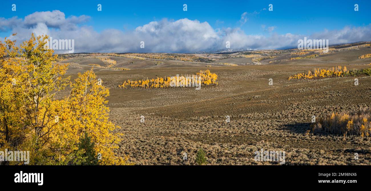 Aspen Grove nella stagione autunnale, piste di Tidwell, Canyon orientale di Tidwell, vista dall'autostrada Utah 72 vicino a Hogan Pass, Fishlake National Forest, Utah, USA Foto Stock