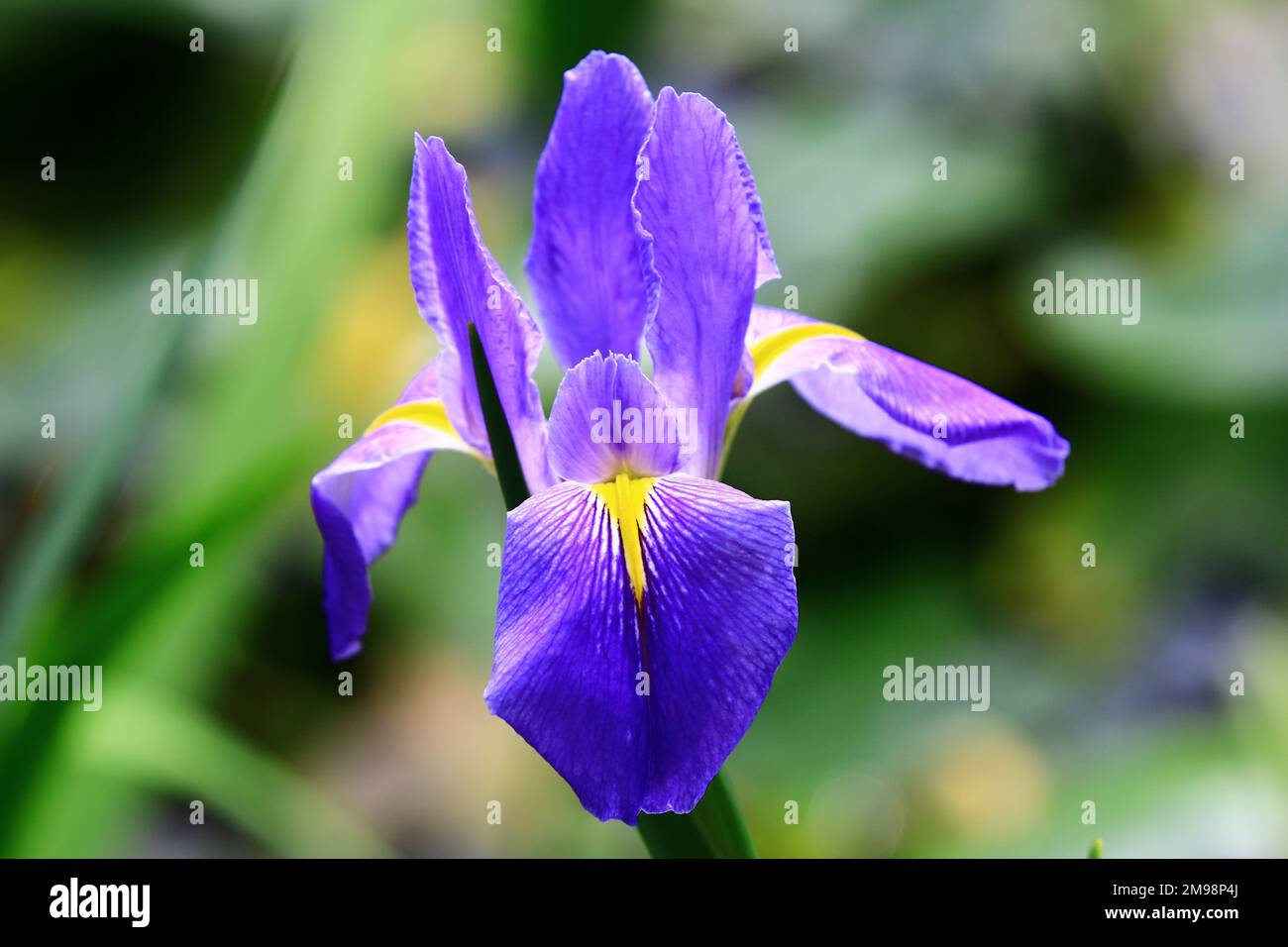 Vista dei fiori di Iris (Flag, Gladdon, Fleur-de-lis), primo piano dei bellissimi fiori colorati di Iris fiorire nel giardino Foto Stock