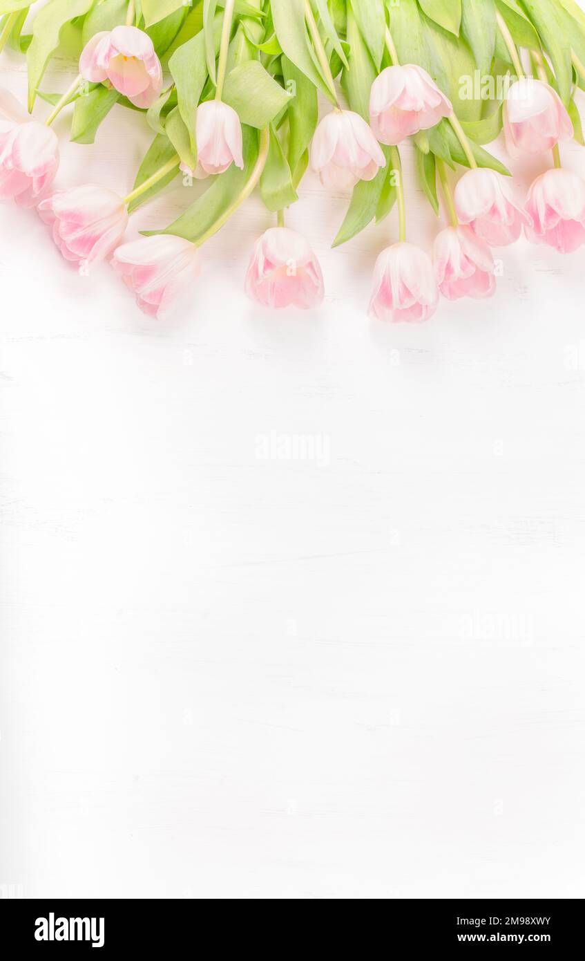 Buon giorno della mamma, San Valentino Card con bouquet di tulipani rosa su sfondo pastello, spazio copia, giacitura piatta Foto Stock