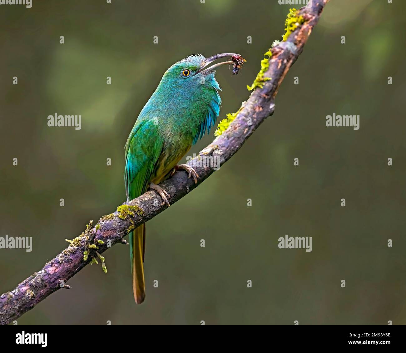 Mangiatastra con bee blu Foto Stock