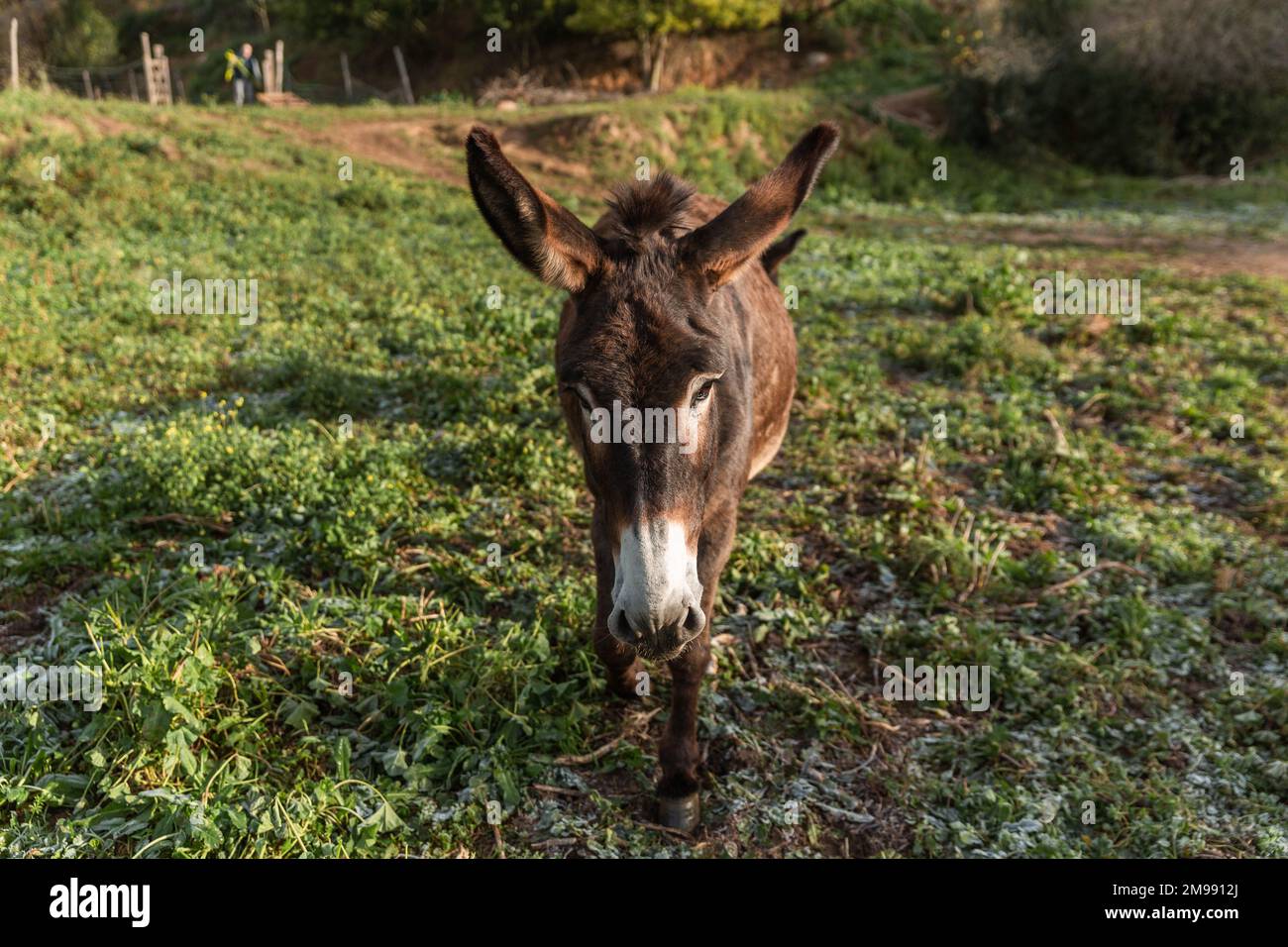 Asino in piedi all'aperto nella natura. campo. Foto Stock