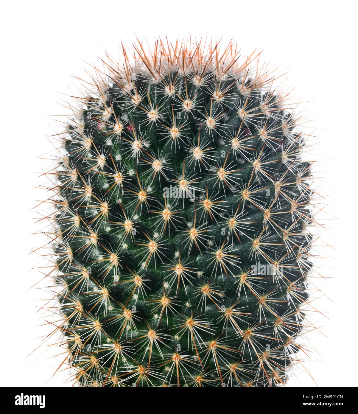 Impianto di Cactus isolato su sfondo bianco Foto Stock