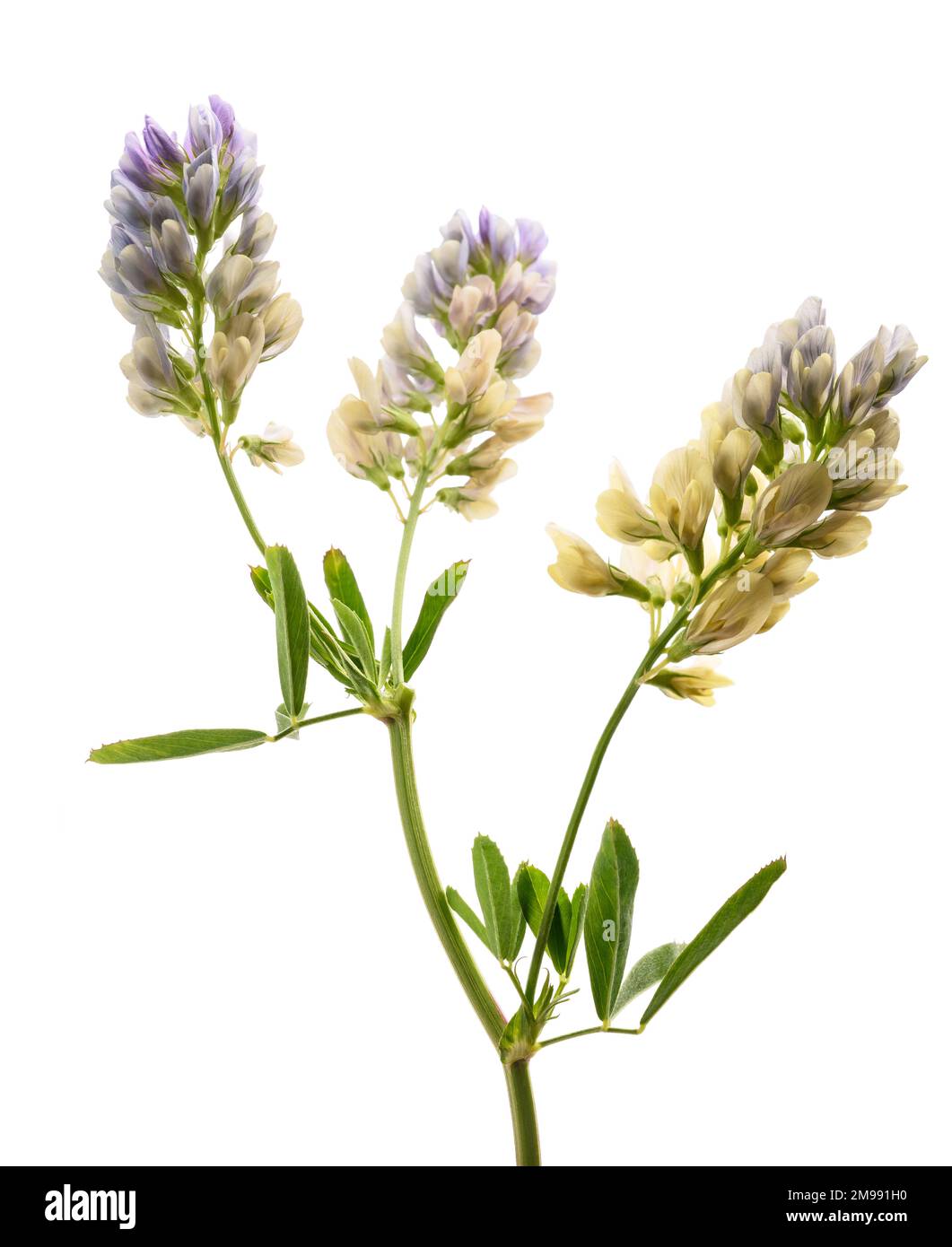 Medicago Sativa pianta isolata su sfondo bianco Foto Stock