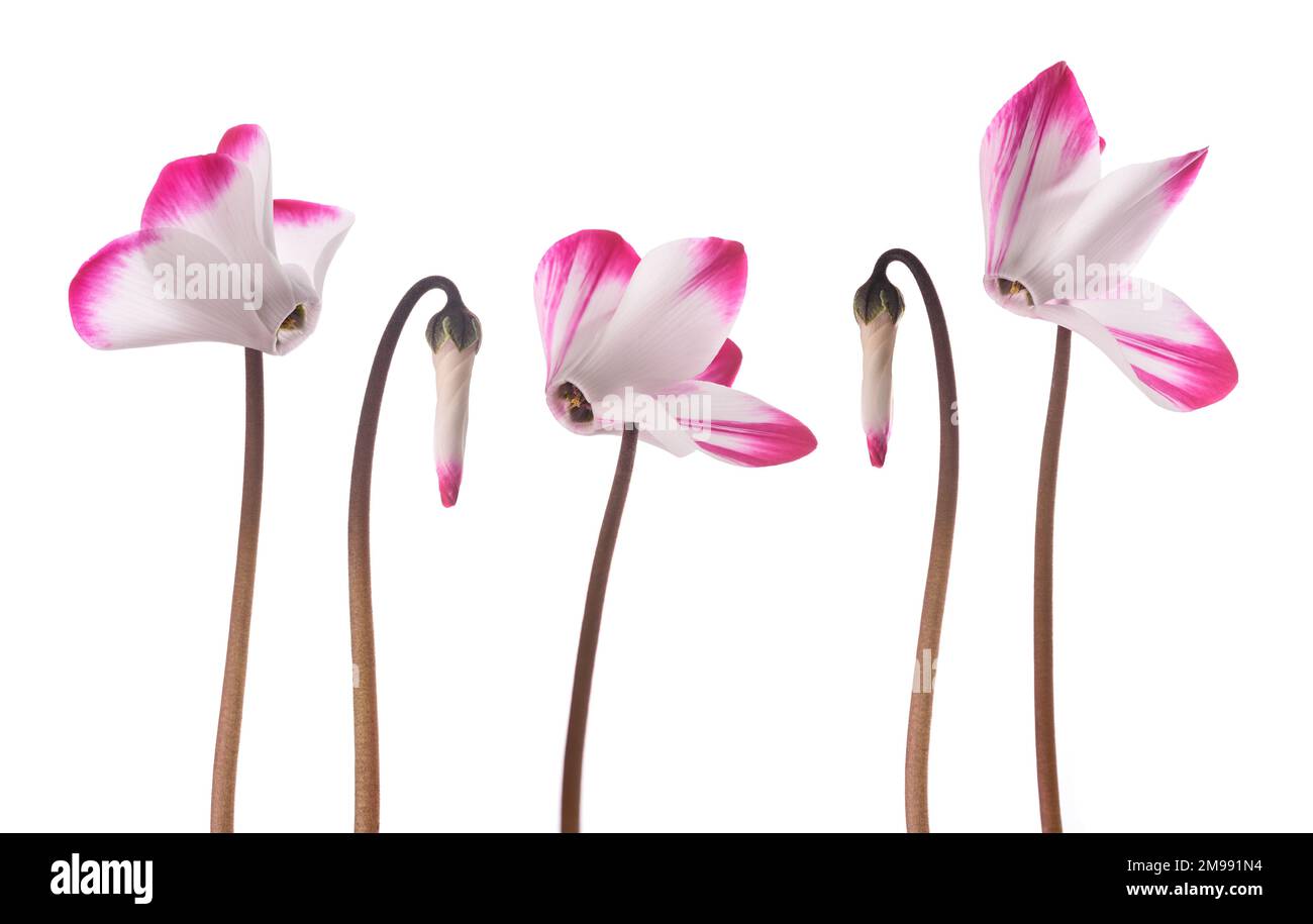 Fiori di ciclamino persiano isolati su sfondo bianco Foto Stock