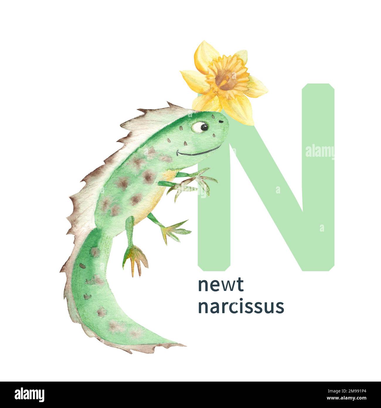 Lettera N, Newt, narcissus, carino bambini colorati animali e fiore ABC alfabeto. Illustrazione acquerello isolata su sfondo bianco. Può essere utilizzato per Foto Stock