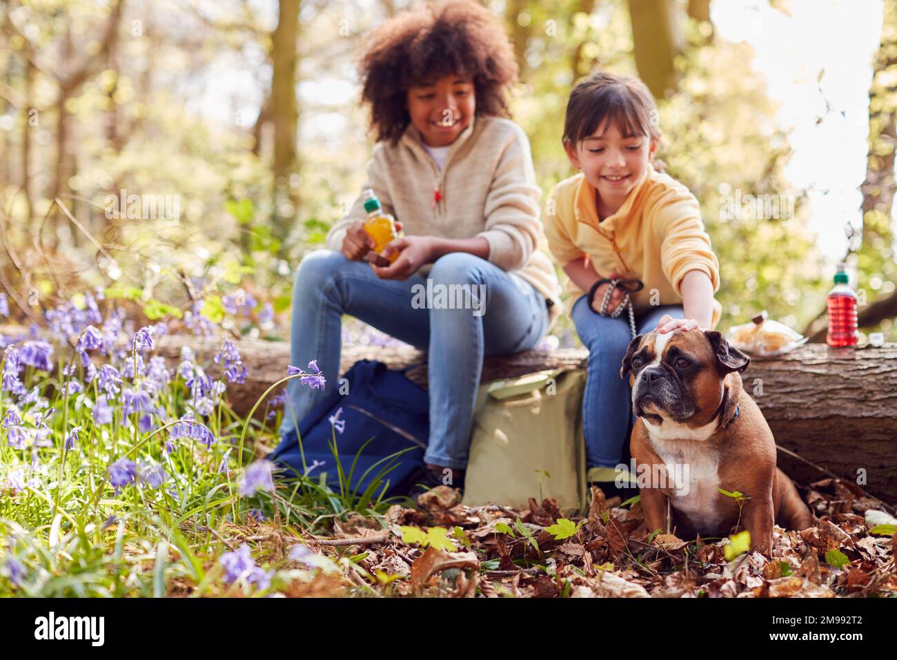 Due bambini che camminano il cane da compagnia attraverso Bluebell Woods in primavera prendendo Una pausa seduto sul ceppo Foto Stock