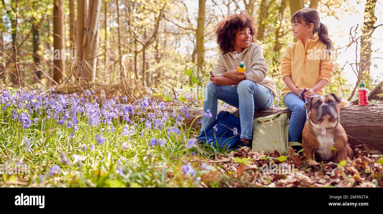 Due bambini che camminano il cane da compagnia attraverso Bluebell Woods in primavera prendendo Una pausa seduto sul ceppo Foto Stock