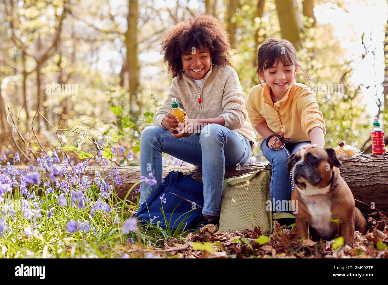Due bambini che camminano il cane da compagnia attraverso Bluebell Woods in primavera prendendo Una pausa seduto sul ceppo Foto Stock