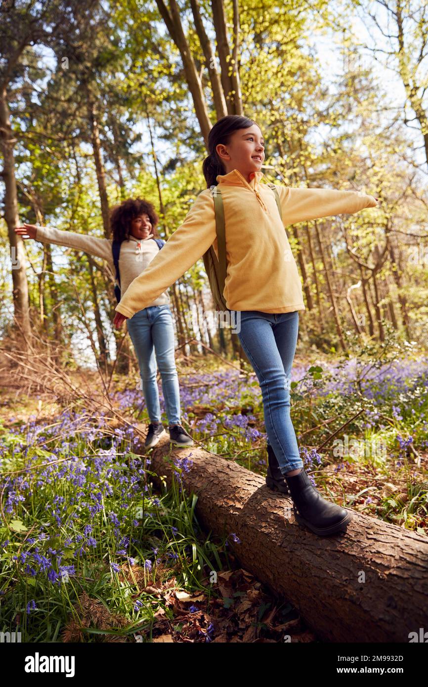 Due bambini che camminano attraverso Bluebell Woods in Springtime Balancing on Log Foto Stock