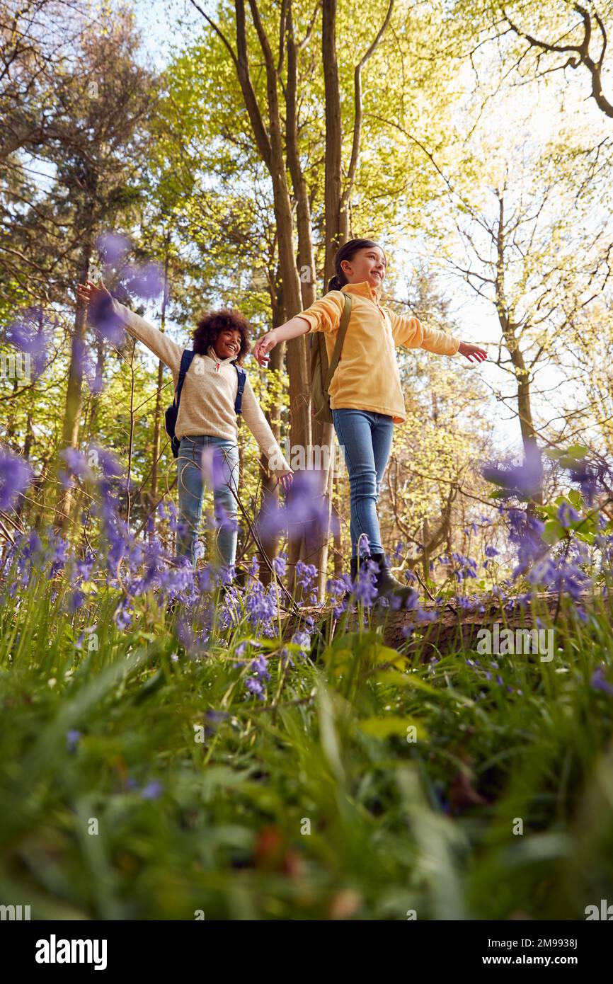 Basso angolo di tiro di due bambini che camminano attraverso Bluebell Woods in Springtime Balancing on Log Foto Stock