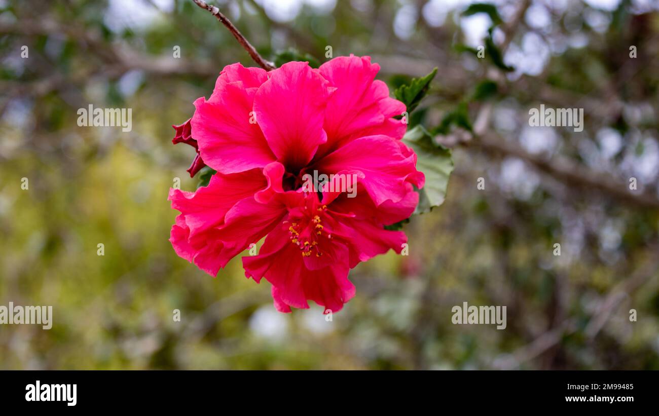 Fiore rosa Hibiscus rosa-sinensis con sfondo mediterraneo, primo piano a Maiorca, Cala Ratjada. Sfondo floreale panoramico Foto Stock