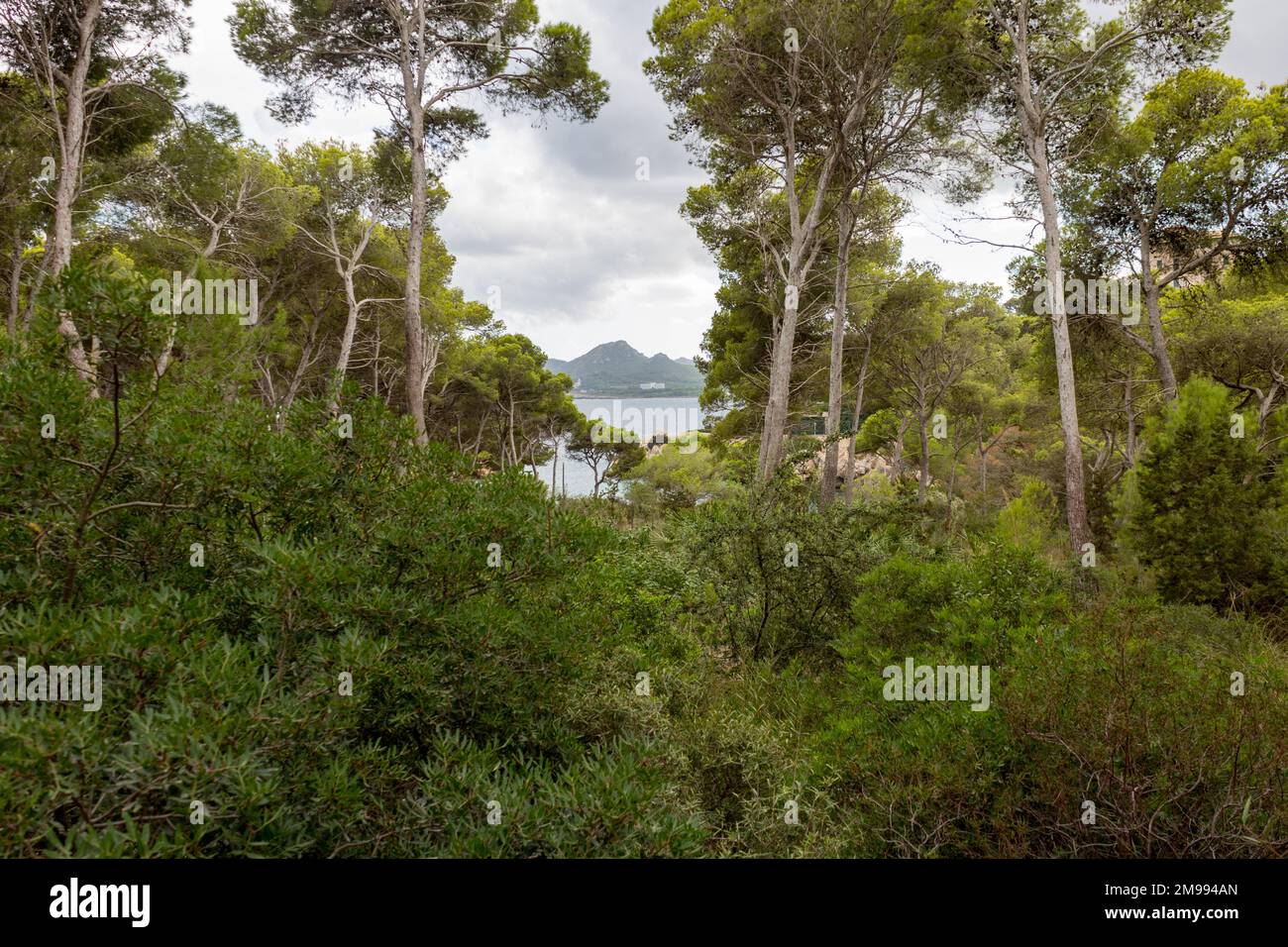 Vista panoramica dall'alto del mare attraverso la verde foresta mediterranea a cala ratjada, maiorca, spagna Foto Stock