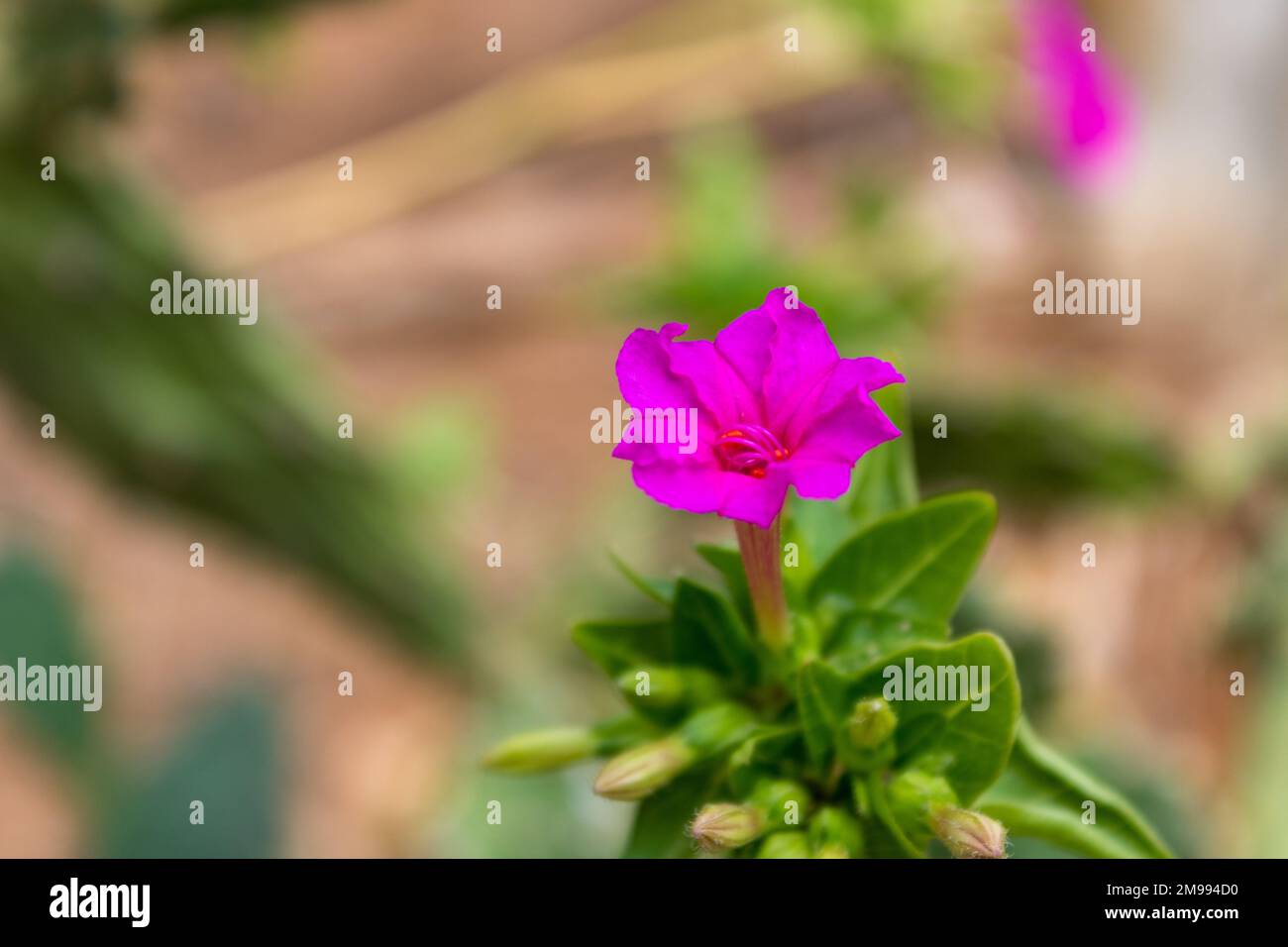 Fiore viola Mirabilis jalapa, la meraviglia del Perù o fiore quattro ore con sfondo verde defocalizzato a Maiorca, primo piano e fuoco selettivo Foto Stock