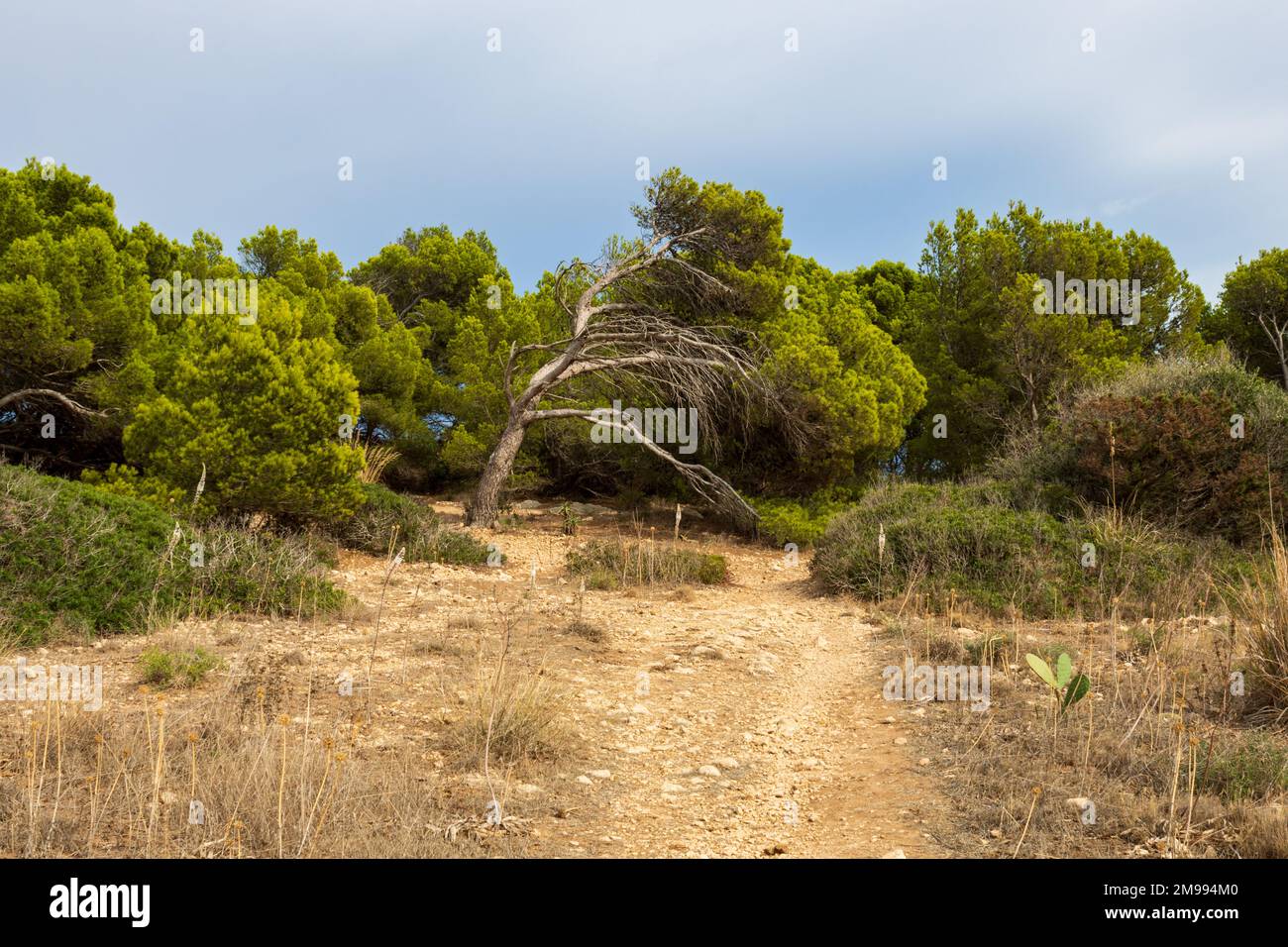 Sentiero escursionistico nel paesaggio mediterraneo con alberi e erba di mare a Cala Ratjada, Maiorca Foto Stock