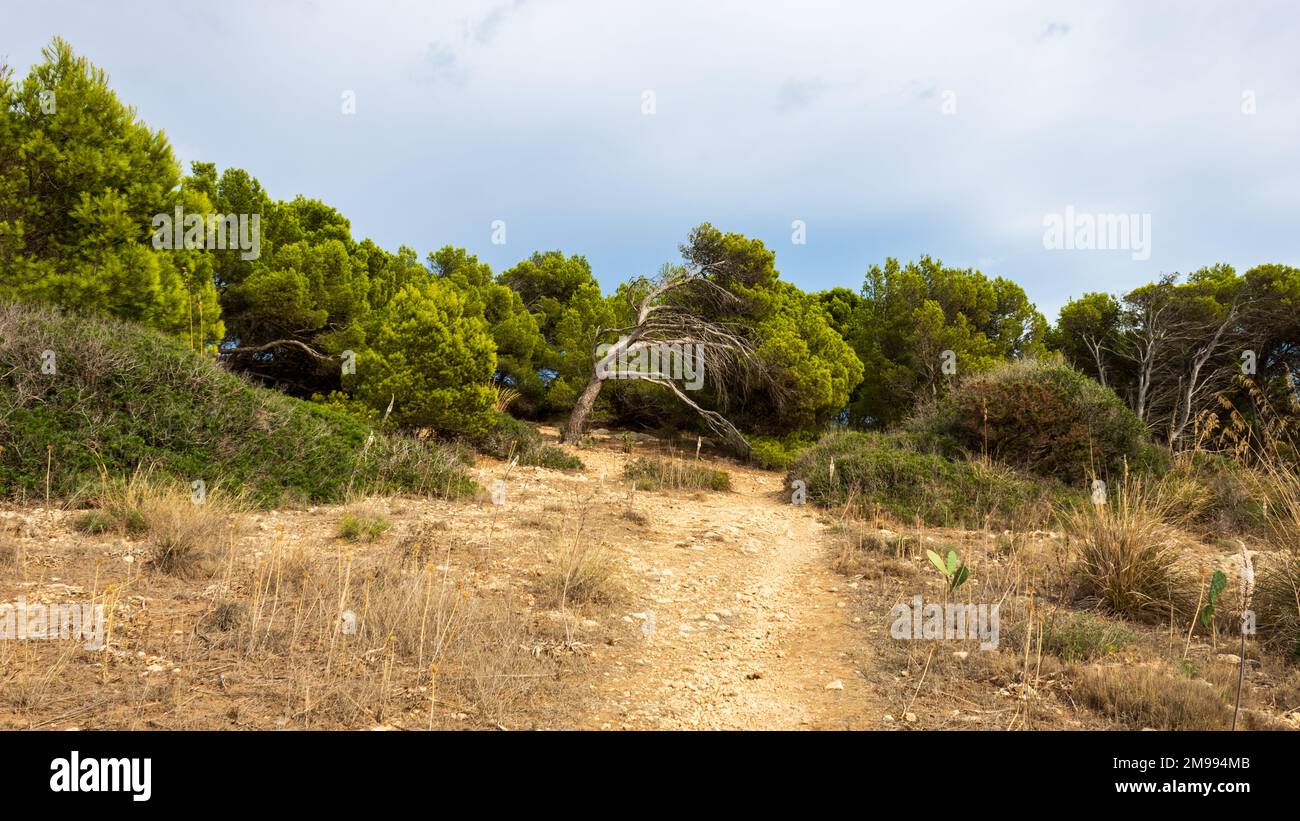 Vista panoramica del sentiero nel paesaggio mediterraneo con alberi verdi e cielo blu a Cala Ratjada, Maiorca. Foto Stock