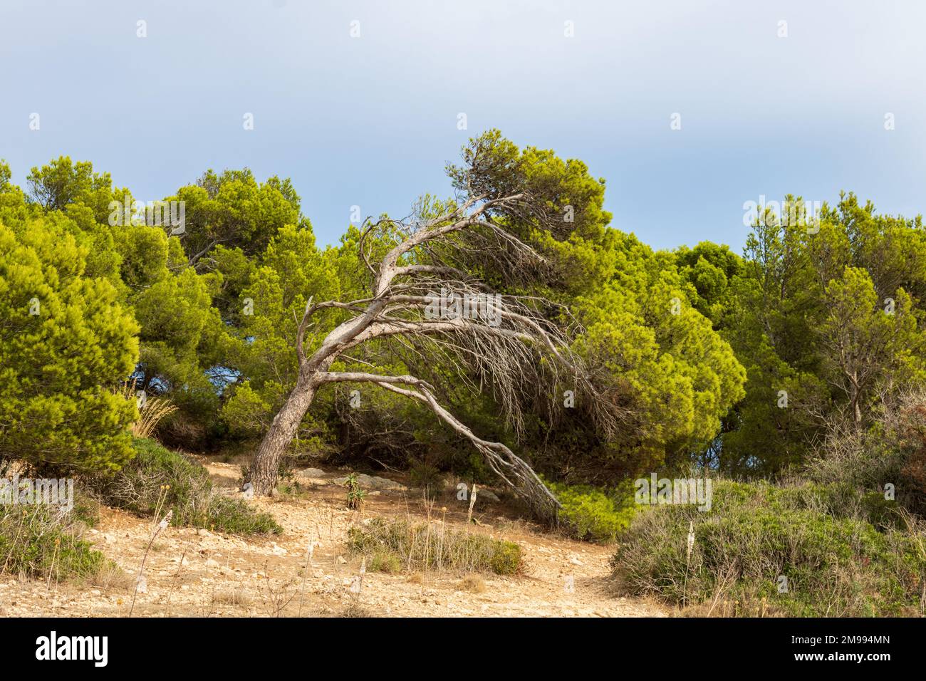 sentiero escursionistico nella foresta mediterranea di maiorca, cala ratjada Foto Stock