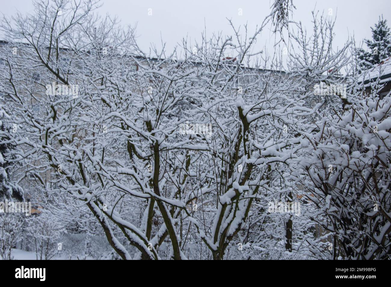 Alberi innevati e case residenziali in una giornata invernale cupa. Foto Stock