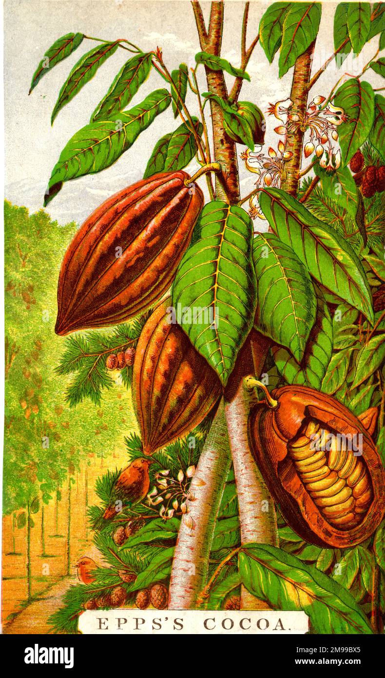 Inserto pubblicitario, Epps's Cocoa. Foto Stock